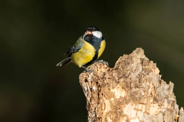 stock image Great tit on a log (Parus major)