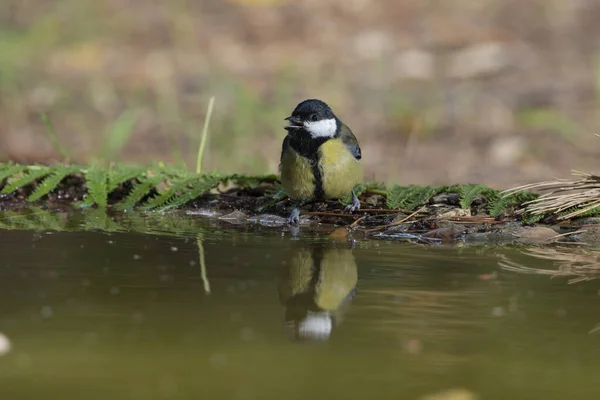 stock image Great tit in the pond (Parus major)