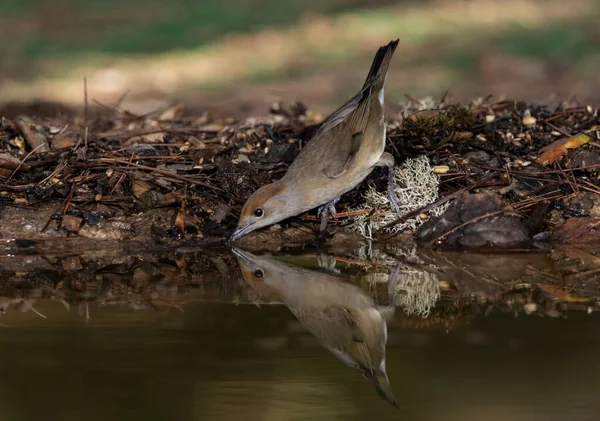 Park gölünde siyah başlık (Sylvia atricapilla)