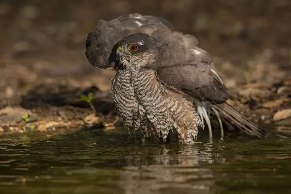 Orman göletinde yıkanan atmaca (Accipiter nisus)