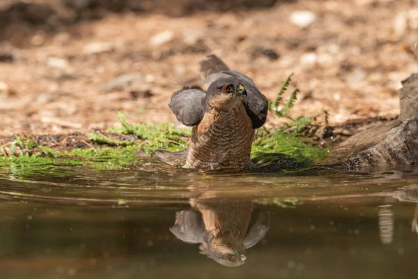 Orman göletinde yıkanan atmaca (Accipiter nisus)