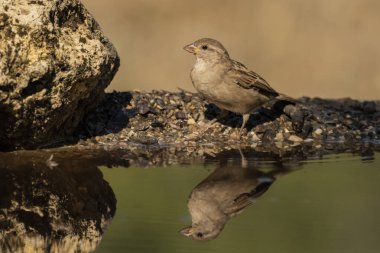 Gölette dişi ev serçesi (Passer domesticus)