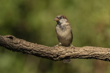 bir dalda serçe (Passer domesticus)