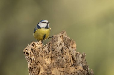 Blue tit perched on a log (Cyanistes caeruleus)