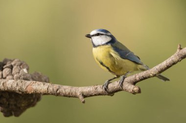 Blue tit perched on a branch (Cyanistes caeruleus)