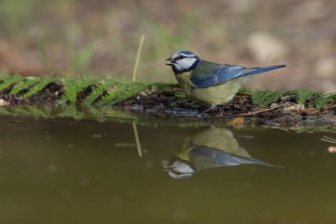 Blue tit bathing in the pond (Cyanistes caeruleus)