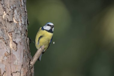 Blue tit perched on a log (Cyanistes caeruleus)