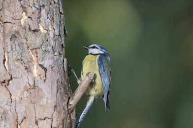Blue tit perched on a log (Cyanistes caeruleus)
