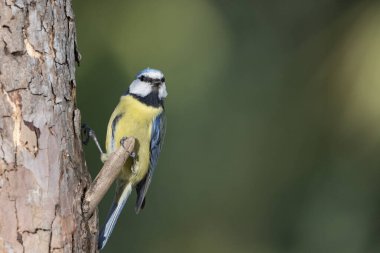 Blue tit perched on a log (Cyanistes caeruleus)
