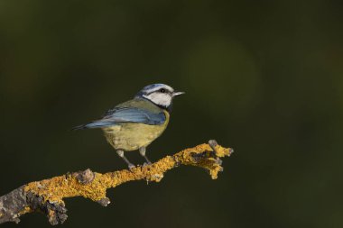 Blue tit perched on a branch (Cyanistes caeruleus)