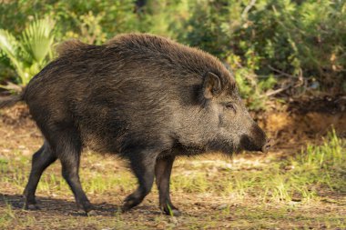 Ormanda yaban domuzu (Sus scrofa)