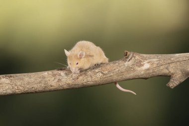 Bir daldaki yaygın fare (Mus musculus)