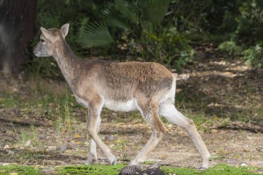 Genç bayan Avrupalı mouflon (Ovis orientalis musimon)