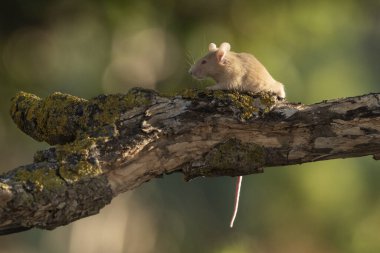 Bir daldaki yaygın fare (Mus musculus)