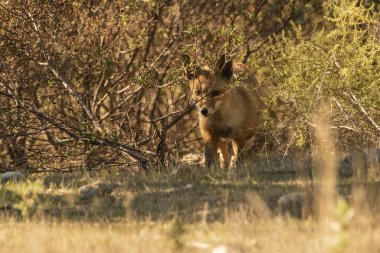 Akdeniz ormanlarında yaygın tilki veya kızıl tilki (Vulpes vulpes)