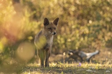 Akdeniz ormanlarında yaygın tilki veya kızıl tilki (Vulpes vulpes)