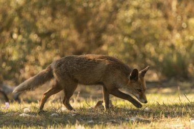 Akdeniz ormanlarında yaygın tilki veya kızıl tilki (Vulpes vulpes)