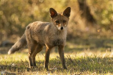 Akdeniz ormanlarında yaygın tilki veya kızıl tilki (Vulpes vulpes)