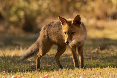 Akdeniz ormanlarında yaygın tilki veya kızıl tilki (Vulpes vulpes)