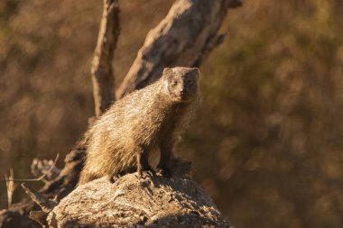 Ormandaki firavun faresi (Herpestes ichneumon)