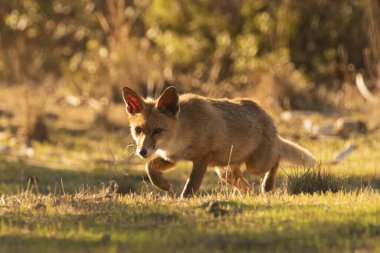 Akdeniz ormanlarında yaygın tilki veya kızıl tilki (Vulpes vulpes)