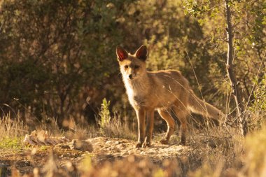 Akdeniz ormanlarında yaygın tilki veya kızıl tilki (Vulpes vulpes)