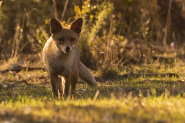 Akdeniz ormanlarında yaygın tilki veya kızıl tilki (Vulpes vulpes)