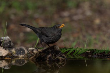 Gölde su içen karatavuk (Turdus merula)