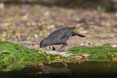 Gölde su içen karatavuk (Turdus merula)