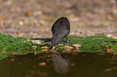 Gölde su içen karatavuk (Turdus merula)