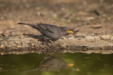 Gölde su içen karatavuk (Turdus merula)