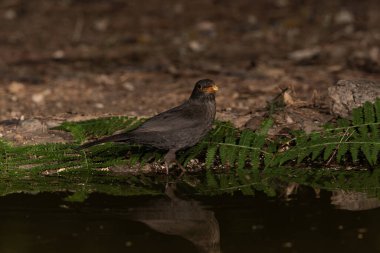 Gölde su içen karatavuk (Turdus merula)