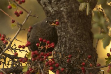 Ormanda kırmızı çit yiyen karatavuk (Turdus merula)