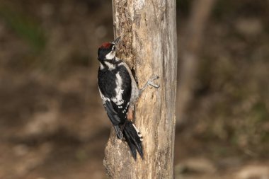 Büyük Benekli Ağaçkakan bir kütüğe tünemiş (Dendrocopos major)