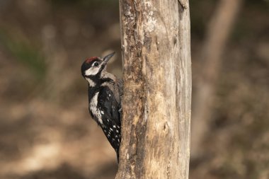 Büyük Benekli Ağaçkakan bir kütüğe tünemiş (Dendrocopos major)
