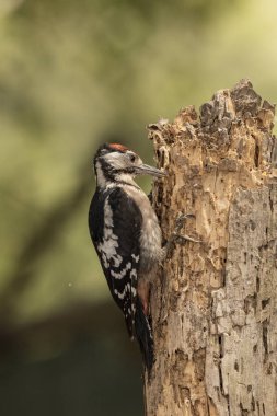 Büyük Benekli Ağaçkakan bir kütüğe tünemiş (Dendrocopos major)