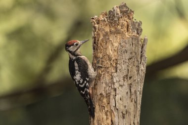 Büyük Benekli Ağaçkakan bir kütüğe tünemiş (Dendrocopos major)