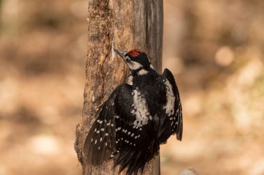 Büyük Benekli Ağaçkakan bir kütüğe tünemiş (Dendrocopos major)