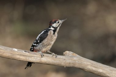 Büyük Benekli Ağaçkakan bir dala tünedi (Dendrocopos major)