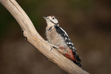 Büyük Benekli Ağaçkakan bir dala tünedi (Dendrocopos major)