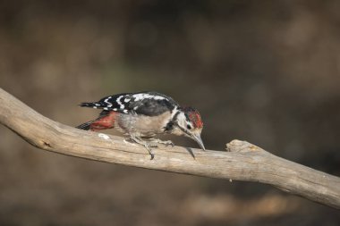 Büyük Benekli Ağaçkakan bir dala tünedi (Dendrocopos major)