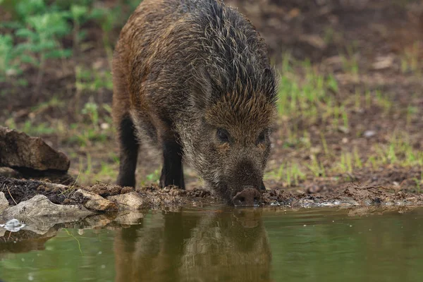 Ormanda yaban domuzu (Sus scrofa)