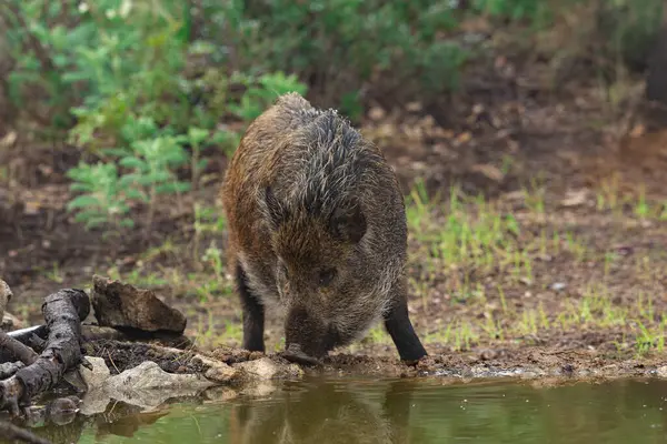 Ormanda yaban domuzu (Sus scrofa)