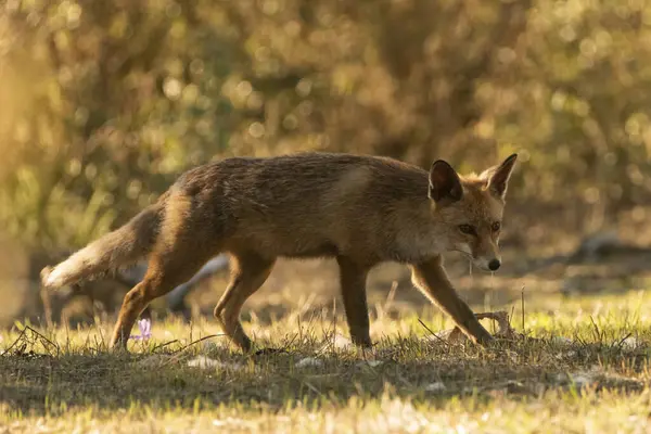 Akdeniz ormanlarında yaygın tilki veya kızıl tilki (Vulpes vulpes)