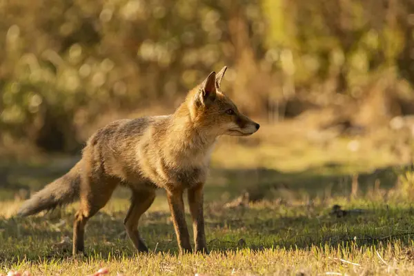 Akdeniz ormanlarında yaygın tilki veya kızıl tilki (Vulpes vulpes)