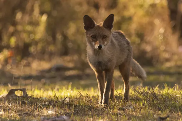 Akdeniz ormanlarında yaygın tilki veya kızıl tilki (Vulpes vulpes)