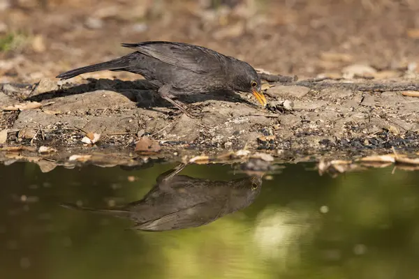 stock image blackbird drinking in the pond (Turdus merula)