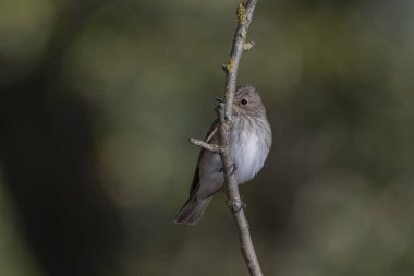 Gri sinekkapan bir dala tünemişti (Muscicapa striata)