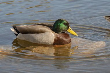 Ördek parkta yüzüyor.