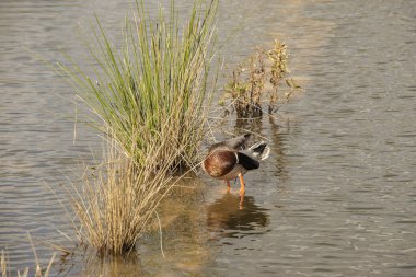 Parktaki gölün sazlıklarında ördek